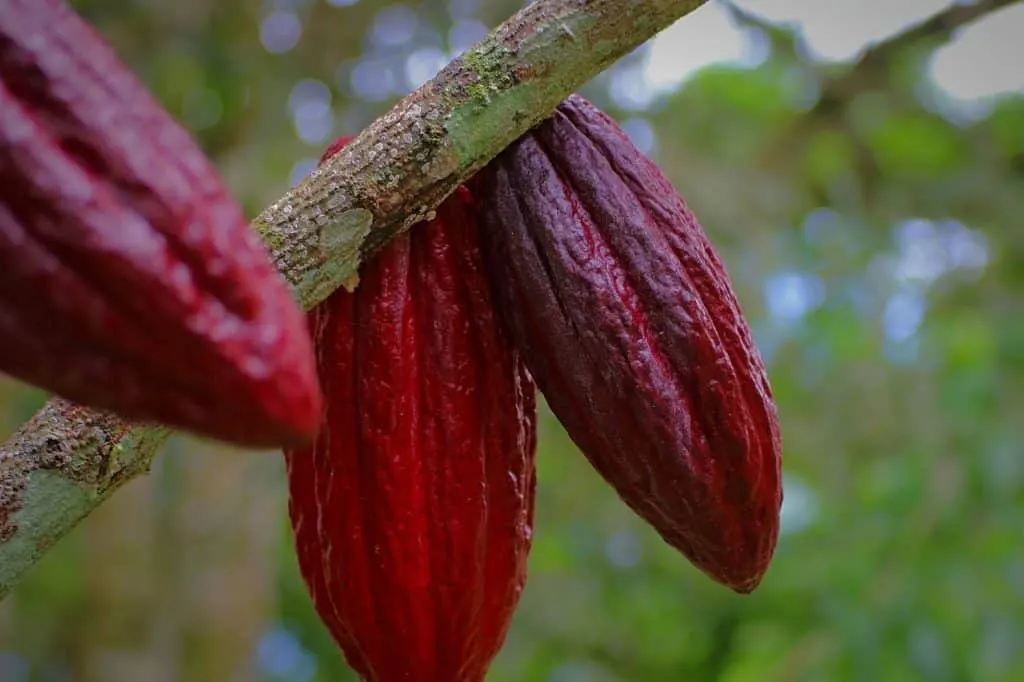 découvrez les alternatives au cacao : des solutions gourmandes et saines pour un chocolat riche en saveurs sans utiliser de fèves de cacao. idéal pour les intolérants au chocolat classique ou ceux qui cherchent à diversifier leur alimentation.