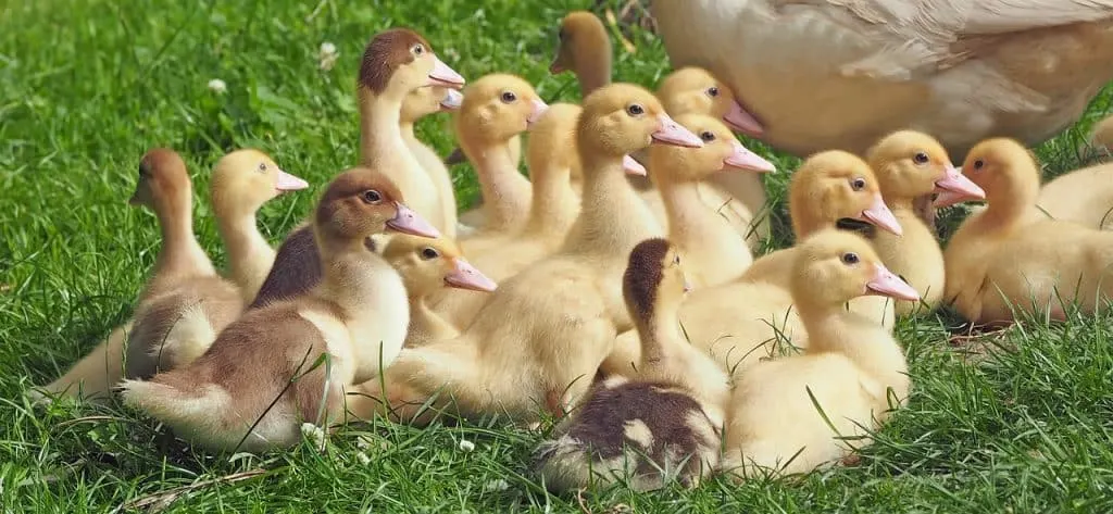 découvrez artisan poultry, votre spécialiste en volaille de qualité supérieure. nos produits, issus d'élevages respectueux, garantissent fraîcheur et goût authentique pour vos plats. offrez à votre table le meilleur de la volaille artisanale.
