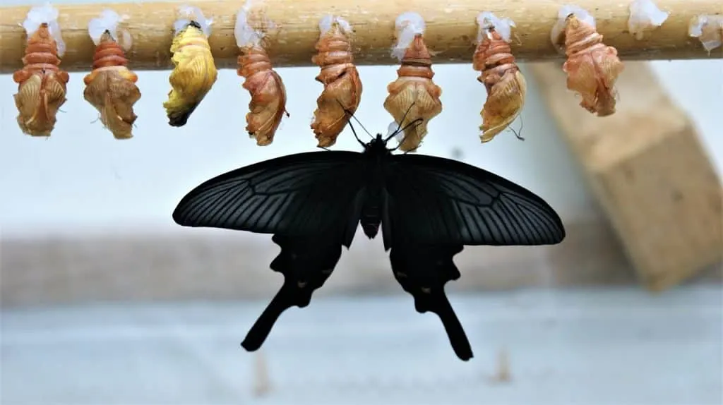 découvrez comment la transformation peut révolutionner votre vie, qu'il s'agisse d'un changement personnel, professionnel ou technologique. explorez des stratégies et des conseils pour initier et réussir votre parcours de transformation.