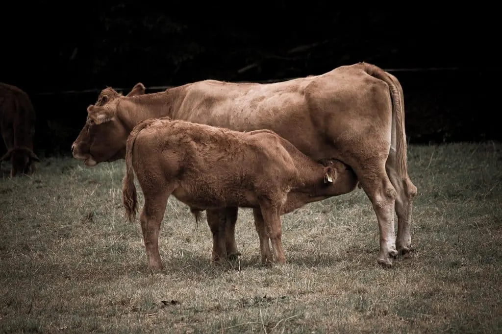 découvrez l'univers de l'agriculture, ses pratiques durables, ses innovations technologiques et son rôle essentiel dans la sécurité alimentaire et la préservation de l'environnement.
