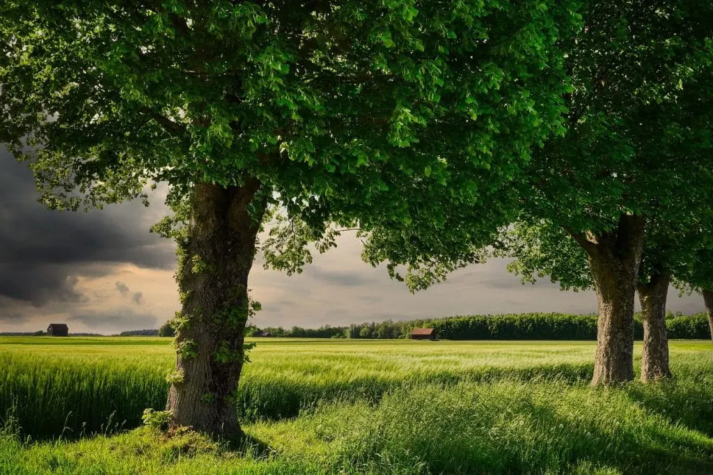 découvrez l'univers de l'agriculture, un secteur essentiel pour notre alimentation et notre environnement. explorez les techniques innovantes, les enjeux durables et les pratiques respectueuses de la nature qui façonnent l'avenir de la production agricole.
