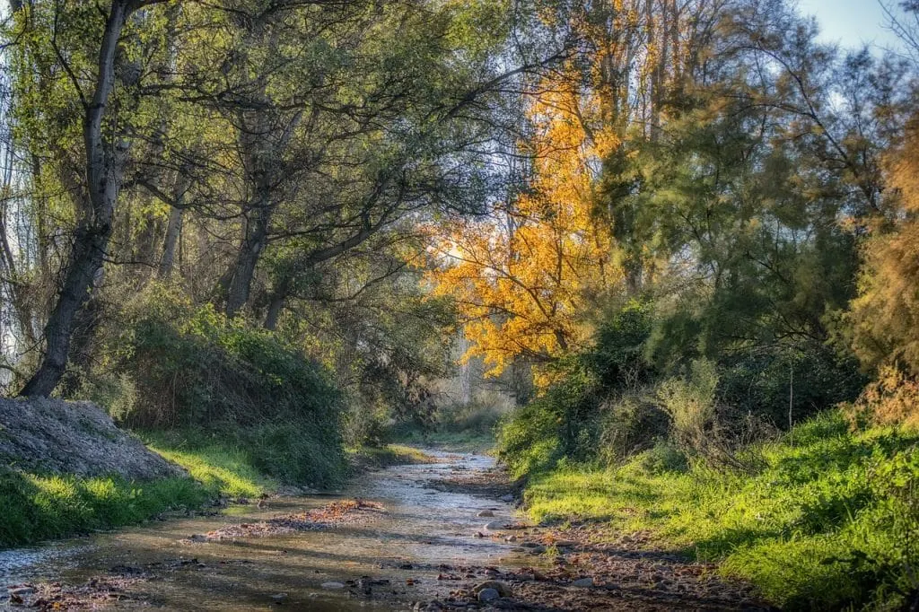 découvrez l'univers de la foresterie, une discipline essentielle pour la gestion durable des forêts. apprenez les techniques de conservation, les modes d'exploitation responsable et l'importance des forêts pour l'écosystème et l'économie.