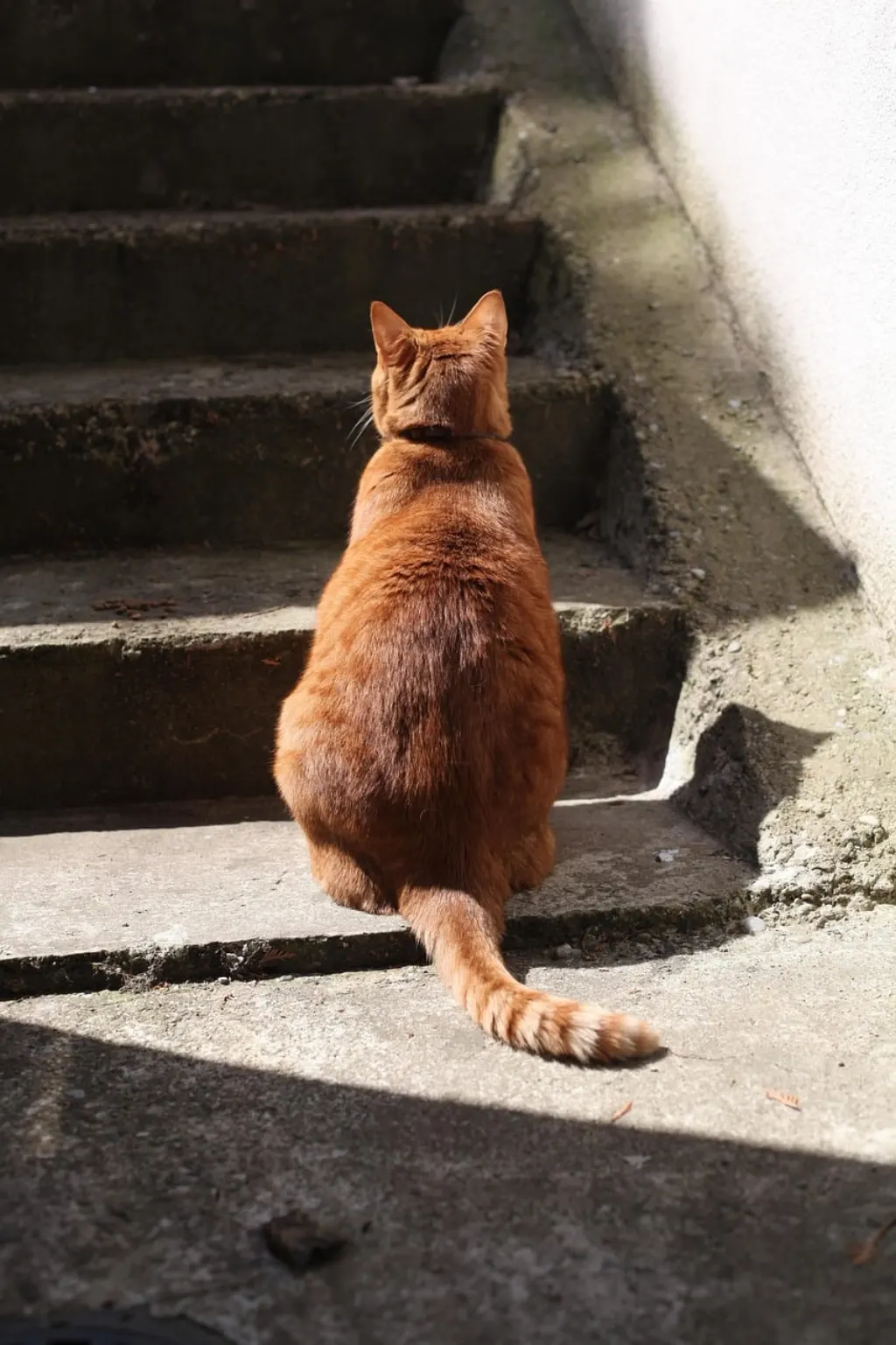découvrez notre service de pet-sitting professionnel pour prendre soin de vos animaux de compagnie lorsque vous êtes absent. nos pet-sitters expérimentés offrent une attention personnalisée et des soins de qualité, garantissant le bien-être de vos fidèles compagnons.