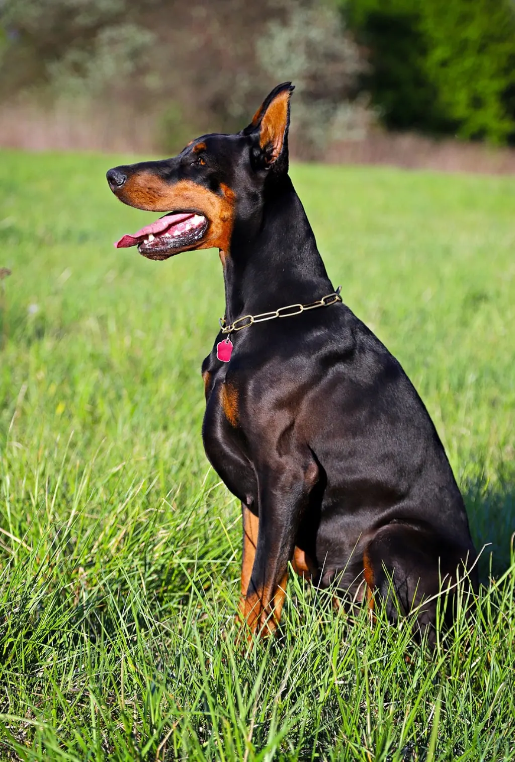 découvrez nos services de pet-sitting, assurant le bien-être et le bonheur de vos animaux pendant votre absence. nos professionnels attentionnés s'occupent de vos compagnons avec amour, offrant une expérience personnalisée pour chaque animal.