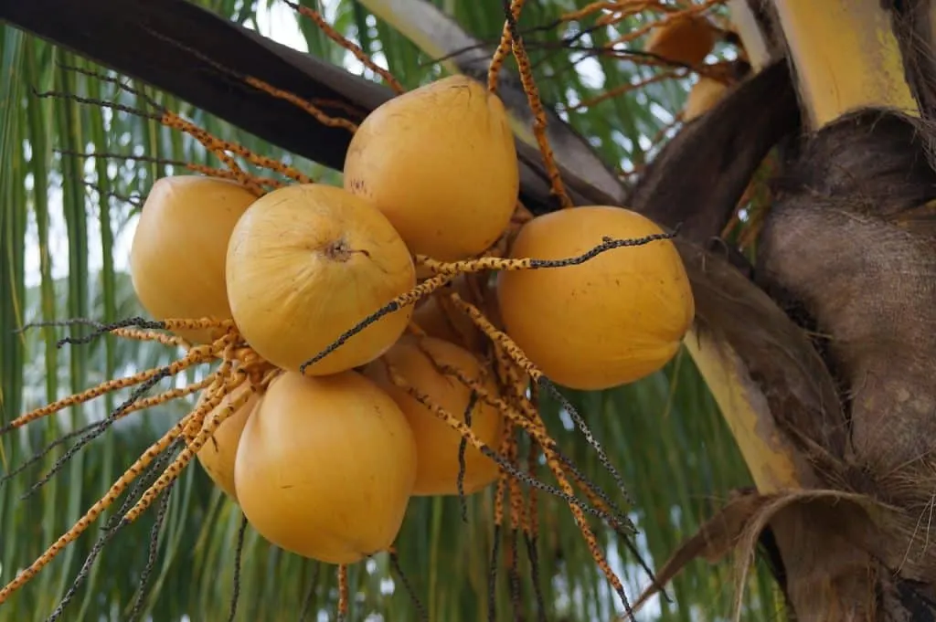 découvrez vita coco, la boisson à base d'eau de coco naturelle, rafraîchissante et pleine de saveur. profitez d'une hydratation saine et exotique pour accompagner votre quotidien.