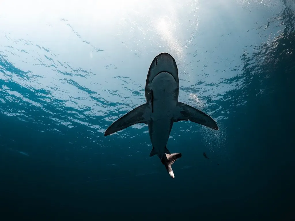 découvrez les enjeux et opportunités de l'exploitation minière en haute mer, une frontière émergente pour les ressources naturelles sous-marines.