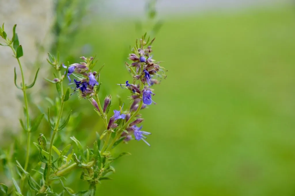 découvrez les bienfaits de l'hysope, une plante aromatique et médicinale aux vertus apaisantes et purifiantes, idéale pour votre jardin et votre bien-être.