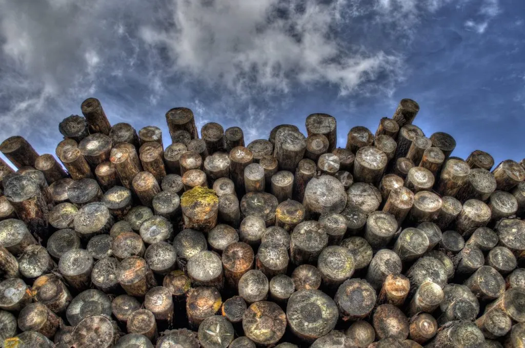 découvrez les causes, les impacts et les solutions face à la déforestation, un enjeu environnemental majeur pour la planète et la biodiversité.