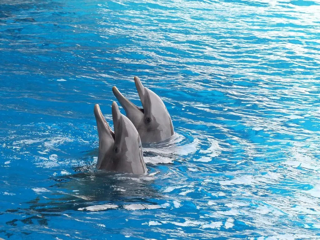 interdiction d'exportation de dauphins aux îles salomon : mesures, impact et enjeux de la protection des dauphins dans la région.