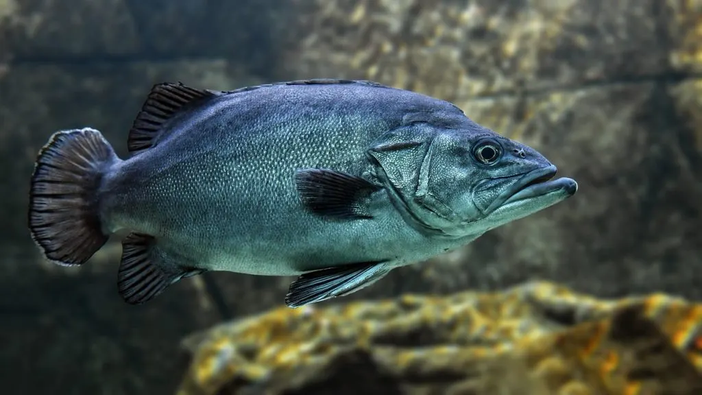 découvrez le drone sous-marin, l'innovation technologique pour explorer les fonds marins, capturer des images époustouflantes et effectuer des inspections précises en environnement aquatique.