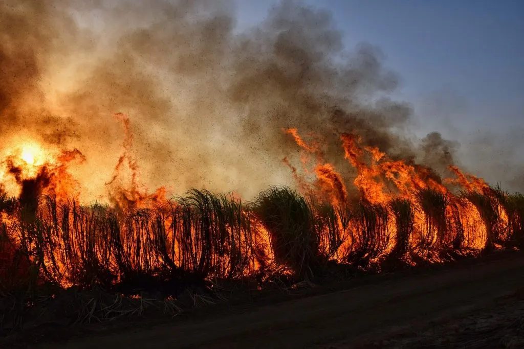informations essentielles et conseils pour comprendre, prévenir et gérer les incendies de forêt (wildfires) afin de protéger l'environnement et la sécurité des populations.